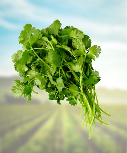 cilantro-principal