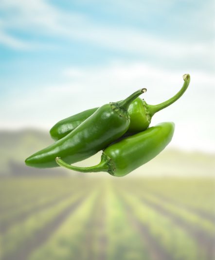 Jalapeño-principal